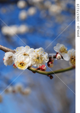 白加賀の梅の花 106373119