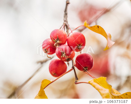 Bright red small wild apples among the yellow leaves in autumn. 106373187