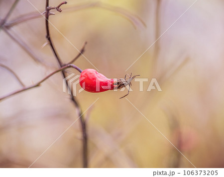 Autumn or summer nature background with rose hips branches with water drops after rain in the sunset light. The rose hip or rosehip, also called rose haw Autumn or summer nature background with rose hips branches with water drops after rain in the sunset light. The rose hip or rosehip, also called rose haw 106373205
