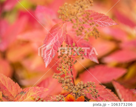 Branches with orange, red and yellow leaves in the autumn park. Branches with orange, red and yellow leaves in the autumn park. 106373206