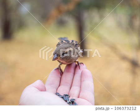 Sparrow eats seeds from a man's hand 106373212