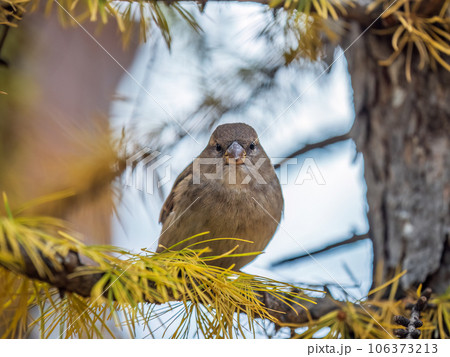 Sparrow sits on a branch without leaves. 106373213