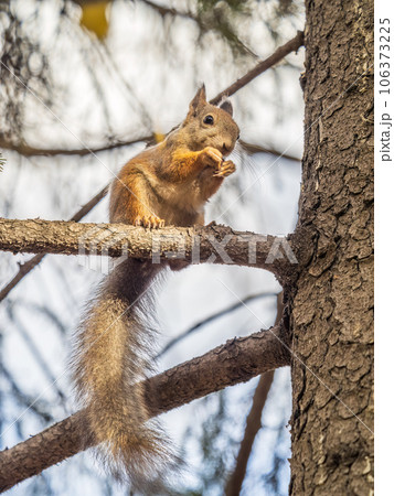 The squirrel with nut sits on tree in the autumn. Eurasian red squirrel, Sciurus vulgaris. The squirrel with nut sits on tree in the autumn. Eurasian red squirrel, Sciurus vulgaris. 106373225