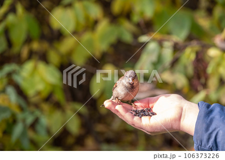 The boy feeds the birds with seeds from his hand. Sparrow eats seeds from the boy's hand The boy feeds the birds with seeds from his hand. Sparrow eats seeds from the boy's hand 106373226
