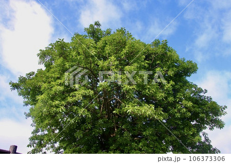 アコウの木・桜島(鹿児島県・鹿児島市) アコウの木・桜島(鹿児島県・鹿児島市) 106373306
