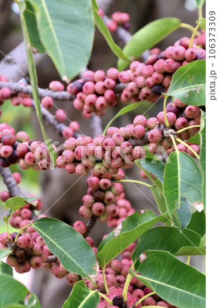アコウの木の実・桜島（鹿児島県・鹿児島市） 106373309