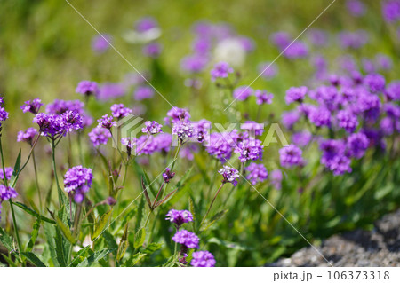 シュッコンバーベナ 106373318