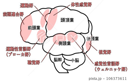 横から見た大脳のシンプルなイラスト 106373611