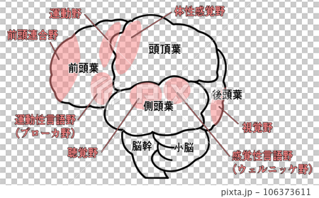 横から見た大脳のシンプルなイラスト 106373611