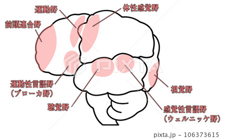 横から見た大脳のシンプルなイラスト 106373615