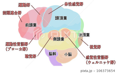 横から見た大脳のシンプルなイラスト 106373654