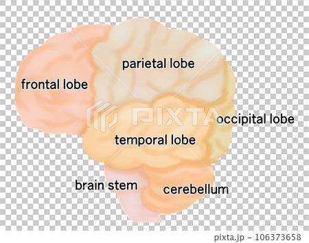 從側面看大腦的簡單圖解 從側面看大腦的簡單圖解 106373658