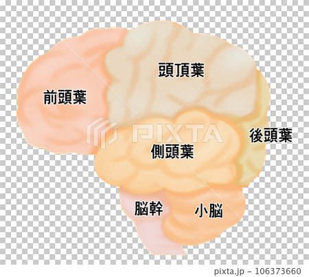 横から見た大脳のシンプルなイラスト 106373660