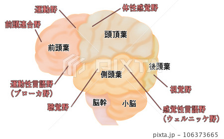 横から見た大脳のシンプルなイラスト 106373665