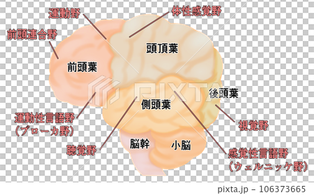 横から見た大脳のシンプルなイラスト 106373665