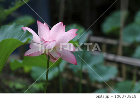 光が透過して美しく輝く蓮の花 106373819