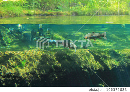 国営アルプスあづみの公園 あづみの学校玄関ホールの渓流魚展示 106373828