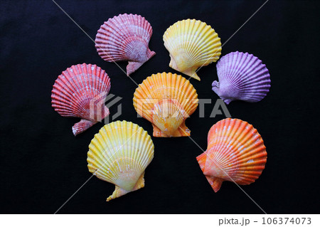 色々な色のヒオウギガイの貝殻 色々な色のヒオウギガイの貝殻 106374073