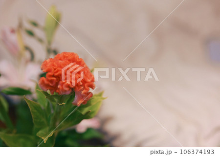 オレンジ色のケイトの花 オレンジ色のケイトの花 106374193