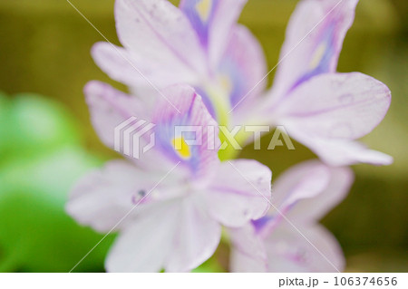 ホテイアオイの花 106374656