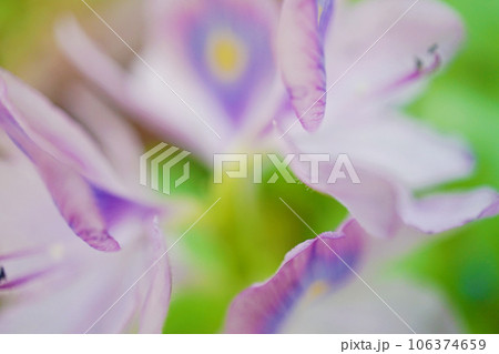ホテイアオイの花 106374659