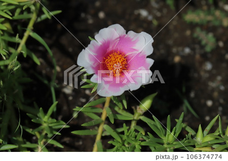 夏の庭に咲く白と桃色の複色のマツバボタンの花 夏の庭に咲く白と桃色の複色のマツバボタンの花 106374774