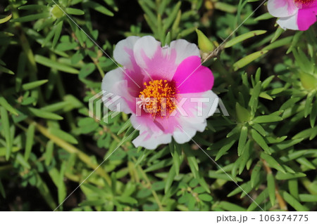 夏の庭に咲く白と桃色の複色のマツバボタンの花 夏の庭に咲く白と桃色の複色のマツバボタンの花 106374775