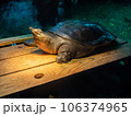 スポットライトを浴びるニホンスッポン② 106374965