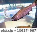 水槽のニジマス 106374967
