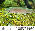 水族館のサクラマス（ヤマメ）② 106374969