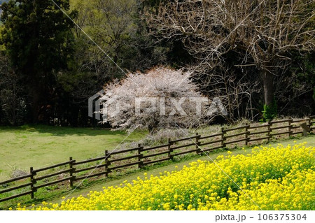 菜の花と桜のある風景　【相模原市津久井　3月】 106375304