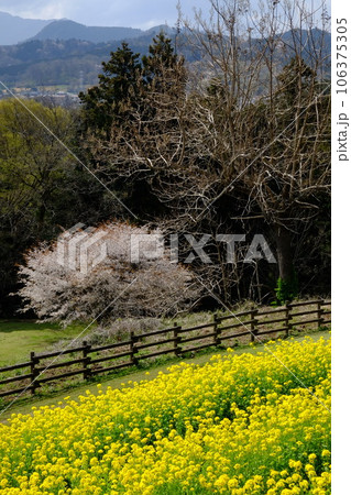 菜の花畑と桜と山並み 【相模原市津久井 3月】 菜の花畑と桜と山並み 【相模原市津久井 3月】 106375305