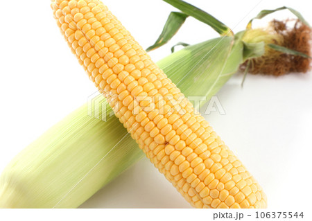 トウモロコシ 106375544