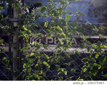 線路わきフェンスに絡みつく逆光の光る葉 106375967