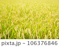 収穫を待つ秋の田んぼの風景 106376846