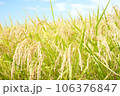 収穫を待つ秋の田んぼの風景 106376847