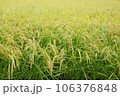 収穫を待つ秋の田んぼの風景 106376848