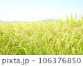 収穫を待つ秋の田んぼの風景 106376850