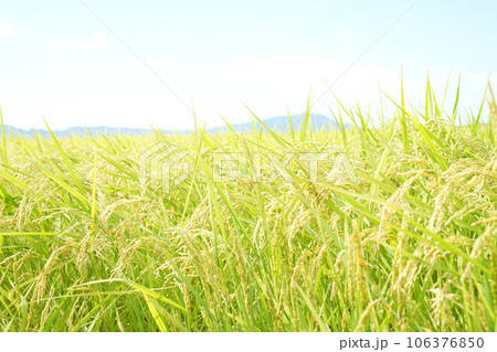 収穫を待つ秋の田んぼの風景 106376850