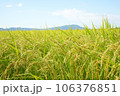 収穫を待つ秋の田んぼの風景 106376851