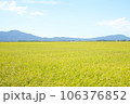 収穫を待つ秋の田んぼの風景 106376852