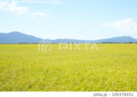 収穫を待つ秋の田んぼの風景 収穫を待つ秋の田んぼの風景 106376852