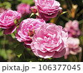Roses in full bloom along the Han River in Seoul 106377045