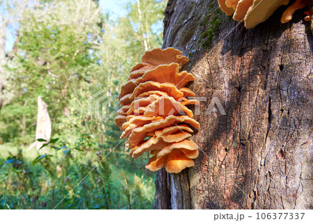 Close-up view of tree fungus sulphur polypore, sulphur shelf or chicken mushroom (Laetiporus sulphureus) 106377337
