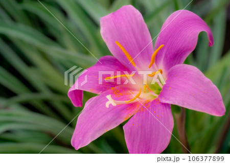 庭の花 ハブランサス 庭の花 ハブランサス 106377899