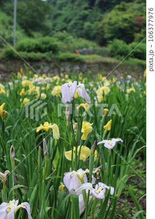 福山　平家谷　花しょうぶ園 106377976