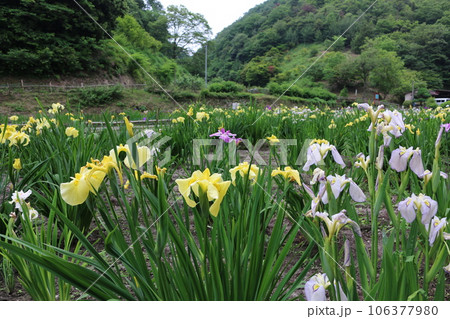 福山　平家谷　花しょうぶ園 106377980