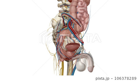 The pelvic region of the trunk is the lower p...のイラスト素材 [106378289] - PIXTA