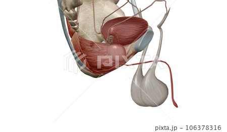 The internal urethral sphincter regulates involuntary control of urine flow from the bladder to the urethra 106378316
