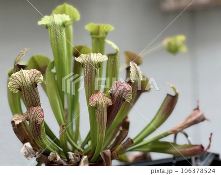 サラセニア 食虫植物 サラセニア 食虫植物 106378524